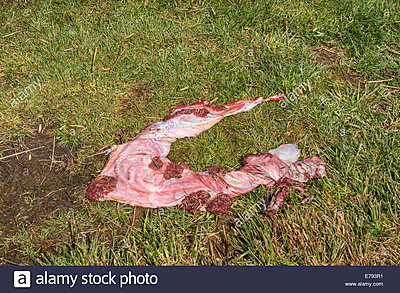 Click image for larger version

Name:	the-placenta-from-a-cow-E793R1.jpg
Views:	59
Size:	542,8 kB
ID:	1726424