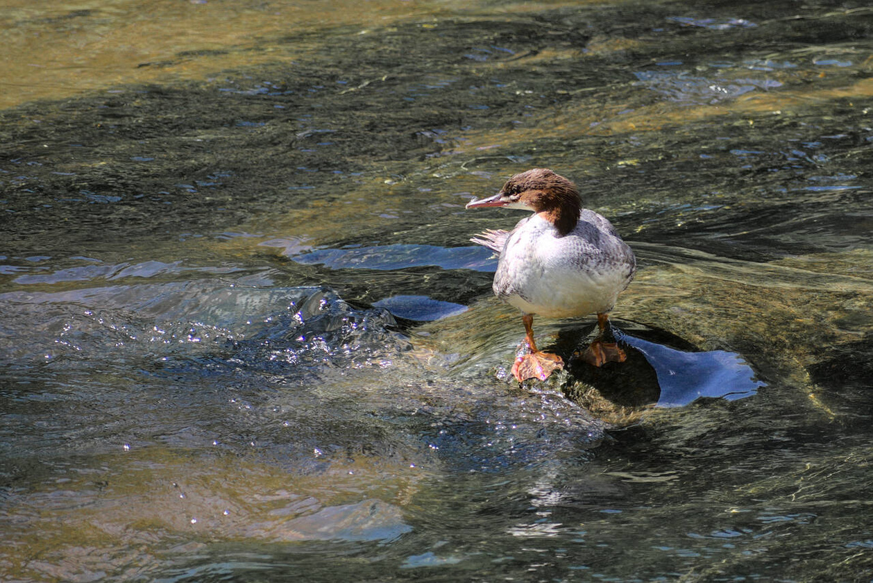 Click image for larger version  Name:	mergus_merganser_2.jpg Views:	71 Size:	555,6 kB ID:	1819500