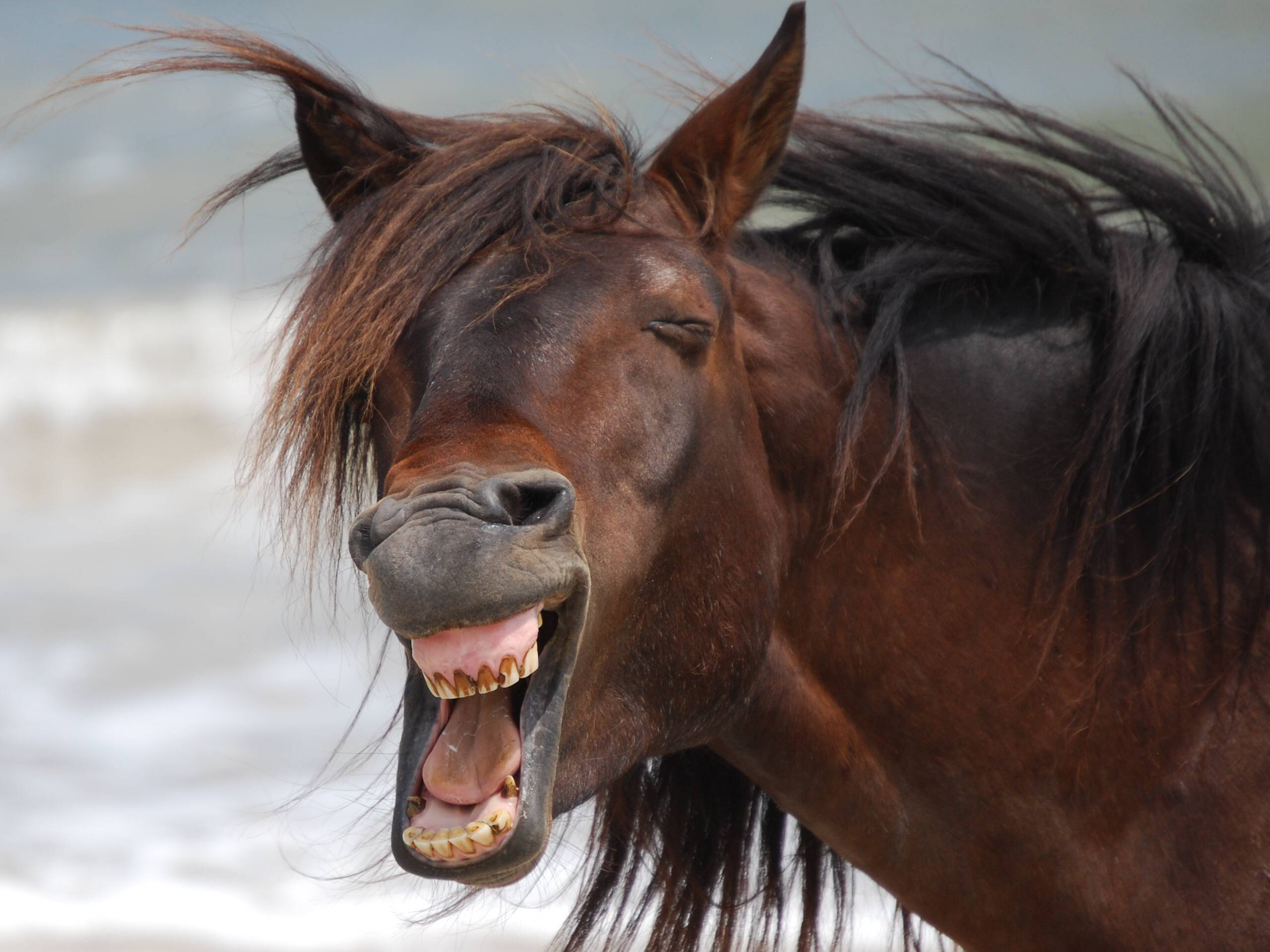 Click image for larger version  Name:	the-world_s-top-10-best-images-of-laughing-horses-7.jpg Views:	0 Size:	770,5 kB ID:	1847378