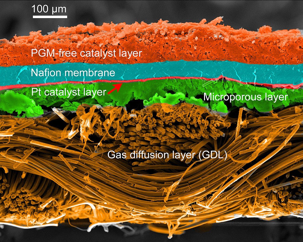 Click image for larger version

Name:	Fuel_cell_1280px-SEM_micrograph_of_an_MEA_cross_section.jpg
Views:	585
Size:	428,7 kB
ID:	2052249