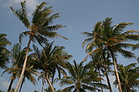 Palmės