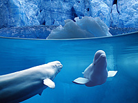 belugas underwater, ocean life